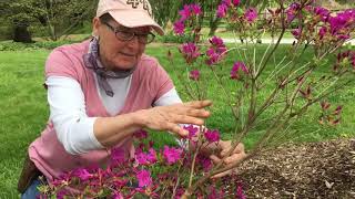 Azalea Pruning [upl. by Naes]