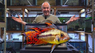 How to Breed Apistogramma Cichlids [upl. by Bernarr]