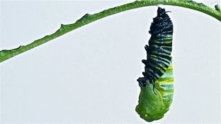 Caterpillar to Chrysalis Metamorphosis Timelapse [upl. by Nosyk]