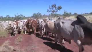 Helicopter Cattle Mustering at Larrawa Station in the Kimberley [upl. by Noived]