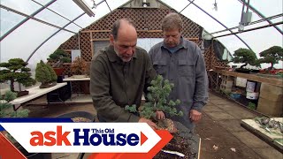 How to Create Bonsai from Regular Trees  Ask This Old House [upl. by Ilahtan]