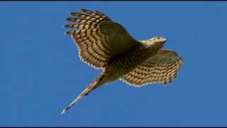 Sparrowhawk Bird Call Bird Song [upl. by Sualokcin]