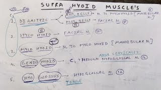 Supra hyoid muscles and these nerve supply [upl. by Ndnarb897]