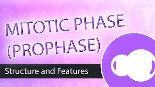 Steps of Mitosis Prophase [upl. by Felic]