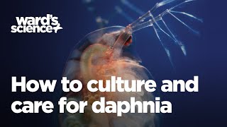 Caring and Culturing for Daphnia [upl. by Ferdinana]