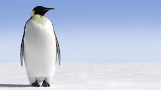 Why penguins waddle A scientific quirk more efficient than your walk [upl. by Leseil]