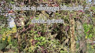 1 minuut natuur akebia [upl. by Yeclek]