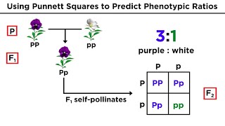 What Is PROGENY TESTING PROGENY TESTING Definition amp Meaning [upl. by Amirak]