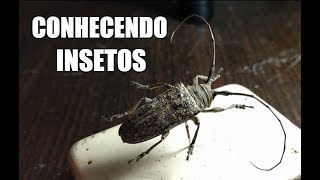 Cerambicídeos  Conhecendo Insetos Cerambycidae [upl. by Hines]