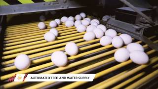 Pasteurized Egg Liquid and Powder manufacturing process PEGGS INDIA [upl. by Gilbart]