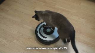 Cat shows HOW TO use iRobot Roomba Vacuum [upl. by Nosae160]