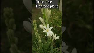 tuberose flower [upl. by Arihsa565]