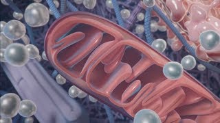 Antihypoxia Therapy — Mechanism of Action MOA [upl. by Krever520]