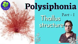 Polysiphonia  Thallus Structure  Morphology  BSc  MSc [upl. by Edniya655]