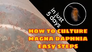 How to Culture Magna Daphnia Easily [upl. by Wendie326]