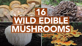 16 Wild Edible Mushrooms You Can Forage This Autumn [upl. by Luamaj]