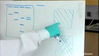 Electrophoresis How to Read Results [upl. by Yerffej]