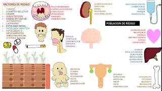 Candida albicans Candidiasis [upl. by Oahc]