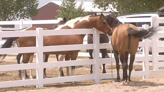 Mare in Heat  Teasing Stallion  Horse Courtship Display [upl. by Ayekam]