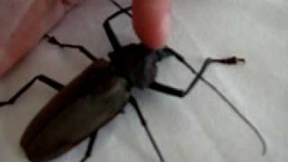 Largest beetle in the Dominican Republic Xixuthrus domingoensis Coleoptera Cerambycidae [upl. by Ahsiekin933]