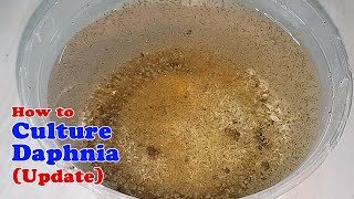 How to Culture Daphnia Update with ZERO Cost  Unlimited Live Food for Our Fish [upl. by Halilad40]