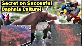 How to Culture Daphnia Successfully [upl. by Damali133]