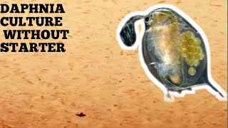 HOW TO CULTURE DAPHNIA NATURALLY WITHOUT A STARTER [upl. by Anasor404]