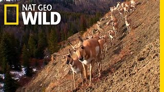 Pronghorn Face Modern Challenges  Nat Geo Wild [upl. by Bisset]