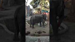 MEET MALI THE ELEPHANT IN MANILA ZOO [upl. by Malchus]