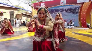 Himachali women put on a lively Jhamakda folk dance [upl. by Hirza405]