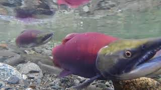 Lachse beim Laichen  Salmon spawning [upl. by Ellebana]