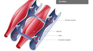 Guide Pathologie  Insuffisance veineuse [upl. by Ynaffi]