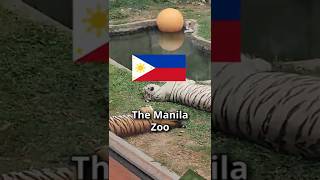 Manila Zoo is VERY EPIC [upl. by Annairoc]