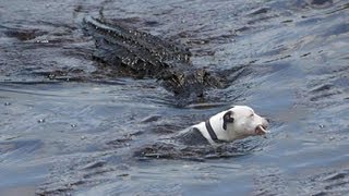 ALLIGATOR TAKES BULLDOG [upl. by Ivie]