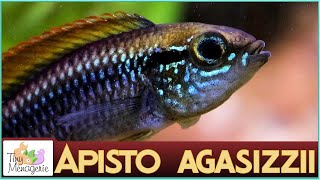 All About Apistogramma Agassizii  The Charming Dwarf Cichlid [upl. by Hallett]