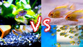 Ram Cichlids vs Apistogramma CIchlids Which is Best [upl. by Uzzi]