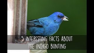 5 Interesting Facts About the Indigo Bunting [upl. by Lubin]