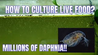 How to Culture Daphnia Secret Method to Breed MILLIONS  Simply Aquatic [upl. by Columbyne]