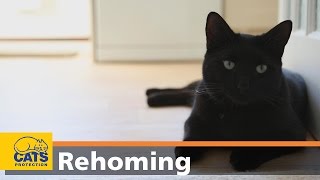 How to adopt a cat in three easy steps – Cats Protection video [upl. by Henryk]