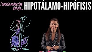 Fisiología endocrina I Eje HipotálamoHipófisis [upl. by Aihseit]