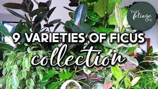 Ficus Plant Collection and Care Tips [upl. by Lazos]