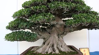 Ficus Bonsai inspiration [upl. by Acillegna]