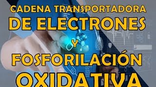 CADENA TRANSPORTADORA DE ELECTRONES Y FOSFORILACION OXIDATIVA [upl. by Eilla852]