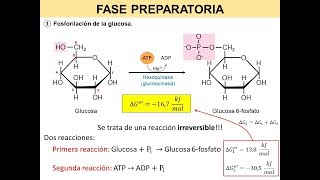 Glucólisis II  Fosforilación de la glucosa  BiologíaXXI [upl. by Zap845]