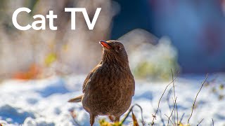 Cat TV for Cats to Watch😺8 Hours❤️ Beautiful Birds Squirrels Relax Your Pets4K HDR [upl. by Croix397]