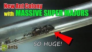 New Ant Colony Massive Super Majors [upl. by Anyer363]