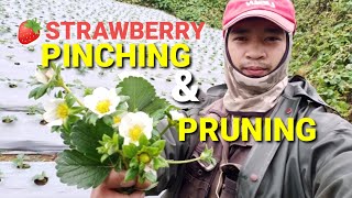 Why Pinch Strawberry Flowers [upl. by Anerom]