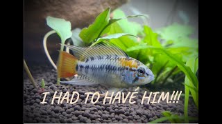 How To Set Up An Apistogramma Aquarium  From Start to Finish [upl. by Llenaej891]