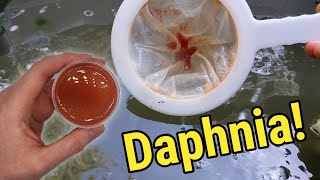 How I Culture Daphnia In Outdoor Tubs [upl. by Ennayar364]