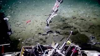 Spectacular Methane Hydrate Bubble Plumes  Nautilus Live [upl. by Glavin]